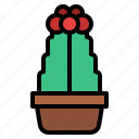 cactus, plant, flower, botany, pot