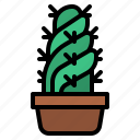 cactus, pot, botanical, plant