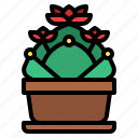 cactus, succulent, botanical, plant