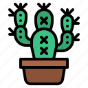 cactus, succulent, nature, botanical, plant