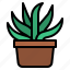 suculent, cactus, cacti, plant 