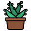 suculent, cactus, plant 