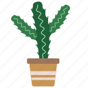 cactus, plant, summer, desert