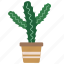 cactus, plant, summer, desert 