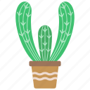 cactus, plant, flora, floral