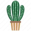 cactus, botany, cacti, desert