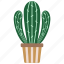 cactus, botany, cacti, desert 