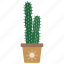cactus, plant, pot, thorn 