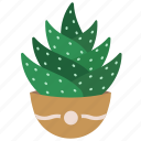cactus, plant, summer, aloe vera