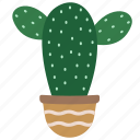 cactus, plant, garden, nature