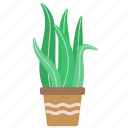 cactus, plant, desert, aloe vera