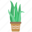 cactus, plant, desert, aloe vera 