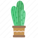 cactus, botany, cacti, floral