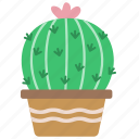 cactus, plant, pot, thorn