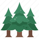 tree, nature, forest, pine, wild, wood, plant