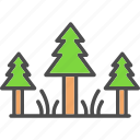evergreen, forest, nature, pine, tree, wood