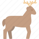 animal, antler, deer, mammal, reindeer, stag, wildlife