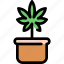 canabis, cannabis, marijuana, pot 