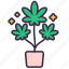 cannabis, marijuana, plant, leaves, drug, growth 