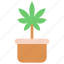 canabis, cannabis, leaf, leaves, marijuana, tree 