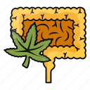 cannabis, marijuana, hemp, weed, large intestine, constipation, disease