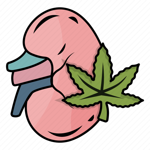 Cannabis, marijuana, hemp, effects, kidney, beneficial, healthy icon - Download on Iconfinder