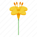 canola, yellow, flower, isometric
