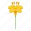 canola, yellow, flower, isometric 