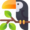 toucan, bird, nature, toucanet, aracari