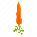 carrot, food, garden, kitchen, leaf, nature