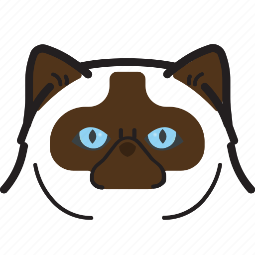 Cat, kitty, himalayan cat, pet icon - Download on Iconfinder