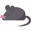 mouse, rat, animal, pest, house