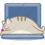 cat, computer, laptop, pet, sleep 