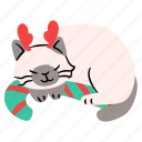 cat, sleeping, nap, new year, christmas, pet, candy cane 