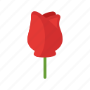 beauty, flower, nature, red, rose, roses, single