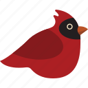 bird, cardinal