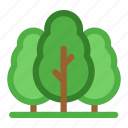 virgin, forest, land, ecology, environment, trees