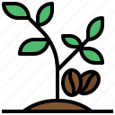 coffee, plant, food, tree
