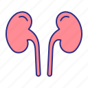 kidney, organ, urinary, urology