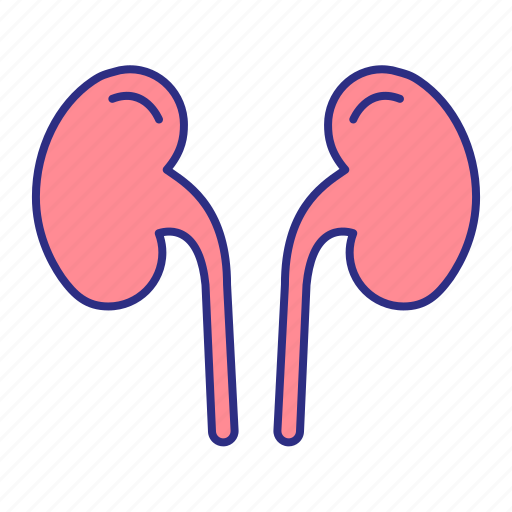 Kidney, organ, urinary, urology icon - Download on Iconfinder
