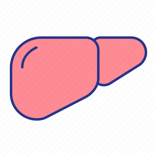 Anatomy, liver, organ icon - Download on Iconfinder