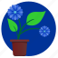 blue, flower, home, plant 