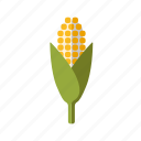 agriculture, cereal plant, cob, corn, farm, food, grain