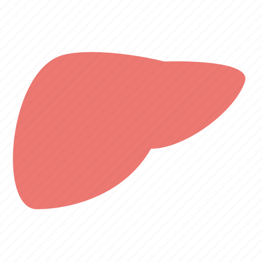 Anatomy, liver, body, health, human, medicine, organ icon - Download on Iconfinder