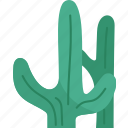 cactus, desert, thorn, plant, botanical