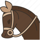 horse, equestrian, animal, ride, pasture