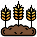 wheat, rice, cereal, grain, branch, plant, seeds, nature, agriculture