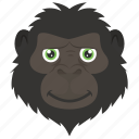 animal, baboon, chimpanzee, monkey, monkey face 
