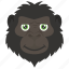 animal, baboon, chimpanzee, monkey, monkey face 
