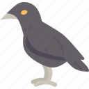 crow, bird, carrion, raven, halloween